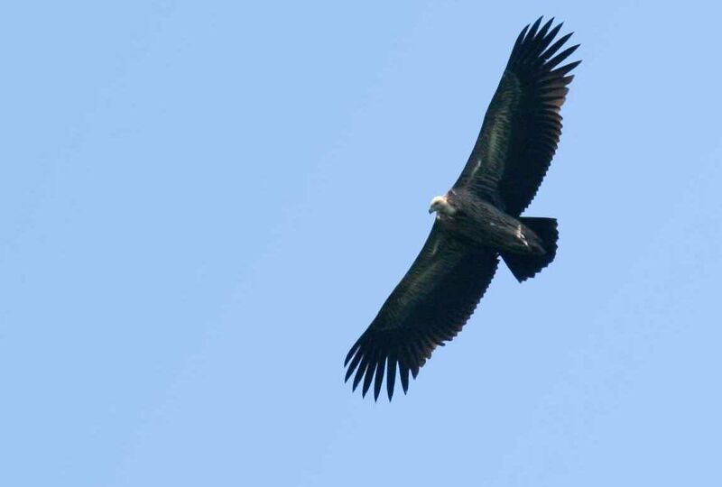 Himalayan Vultureimmature, Flight