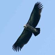 Himalayan Vulture