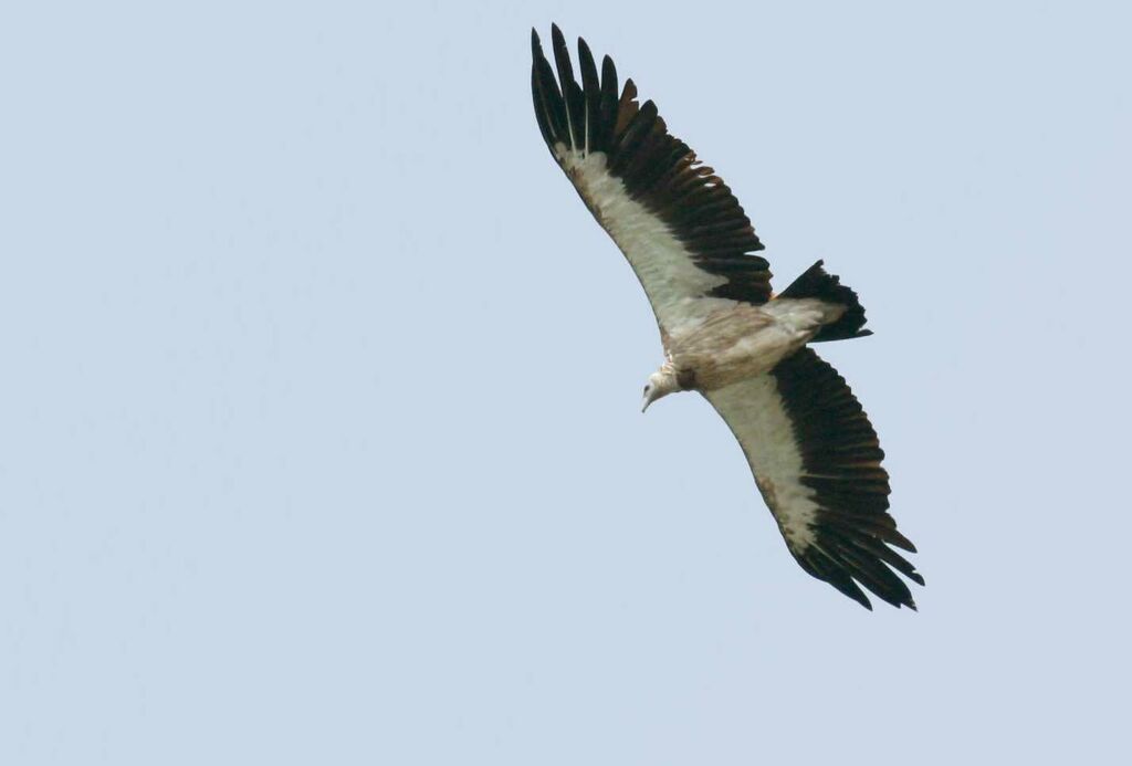 Himalayan Vultureadult, pigmentation, Flight