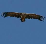 Lappet-faced Vulture