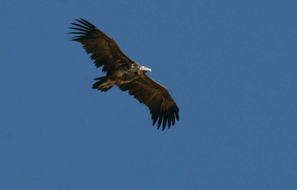 Vautour oricou, identification