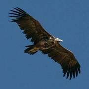 Lappet-faced Vulture