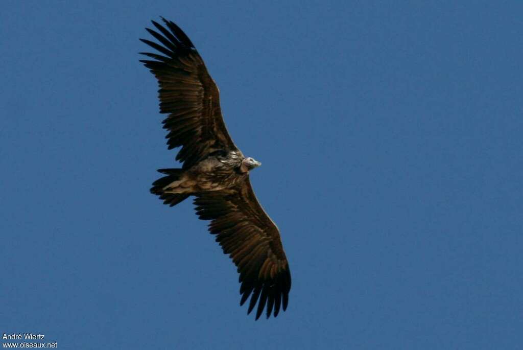 Lappet-faced Vultureimmature, pigmentation, Flight