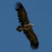 Lappet-faced Vulture