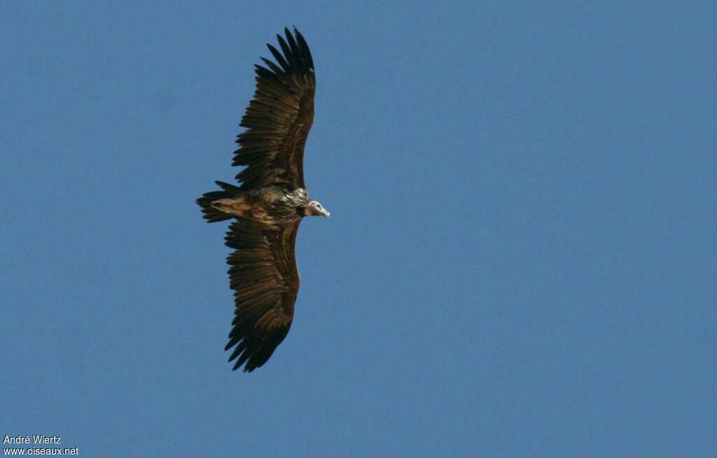 Lappet-faced Vultureimmature, Flight