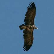 Lappet-faced Vulture