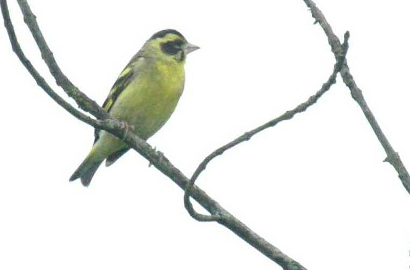 Yellow-breasted Greenfinch female