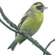 Yellow-breasted Greenfinch