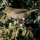 Zostérops d'Abyssinie