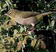 Abyssinian White-eye