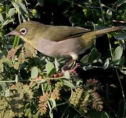 Zostérops d'Abyssinie