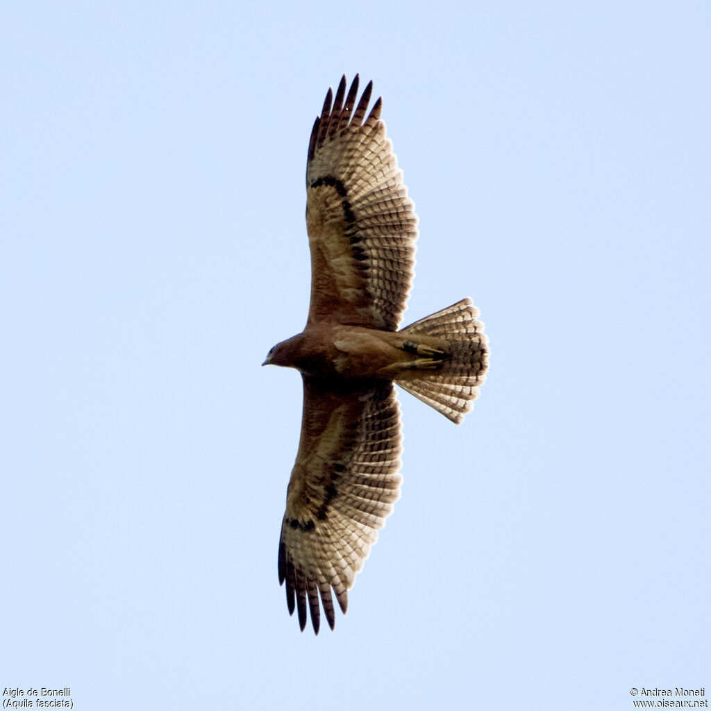 Bonelli's Eagle