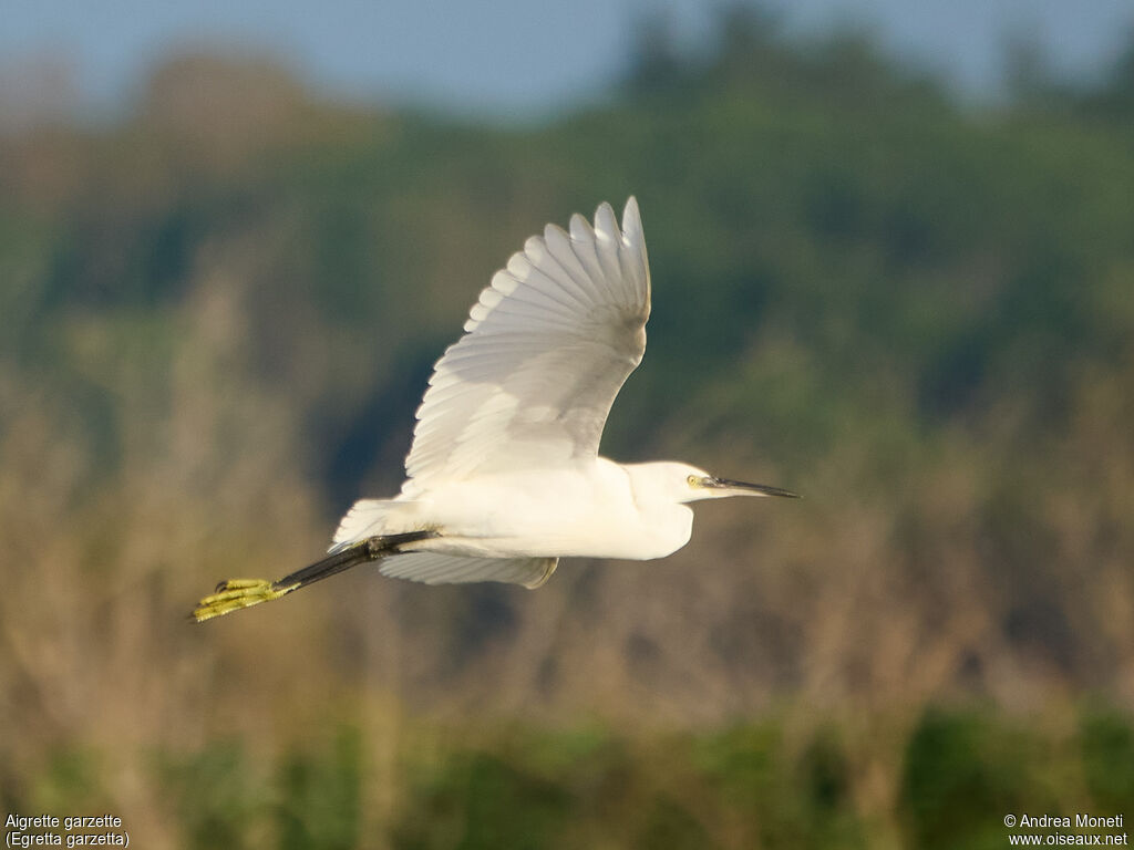 Little Egret, Flight