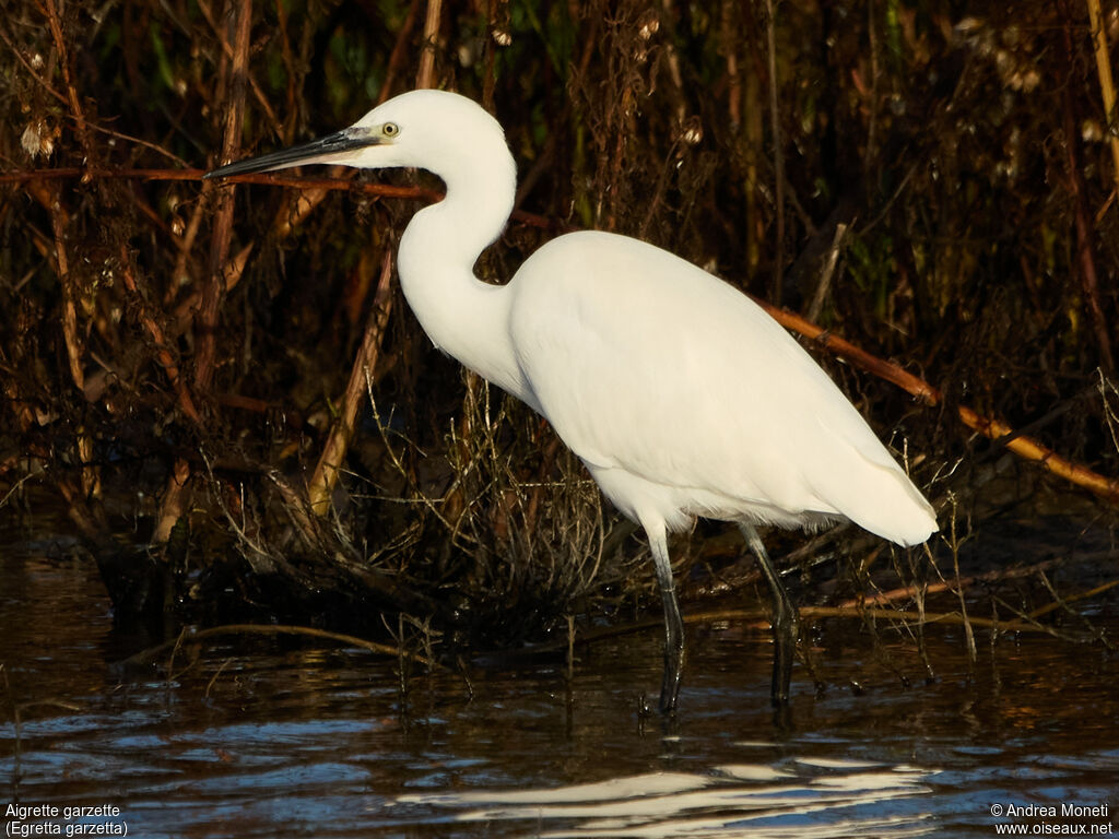 Little Egret