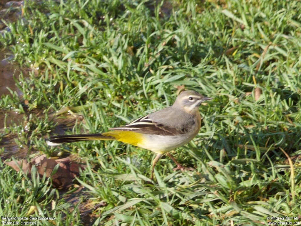 Bergeronnette des ruisseaux