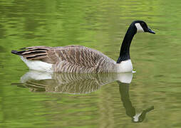 Canada Goose