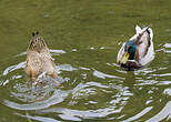 Canard colvert