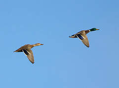 Mallard