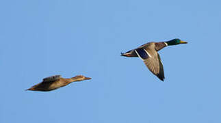 Mallard
