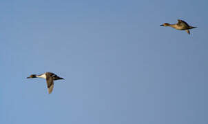 Northern Pintail