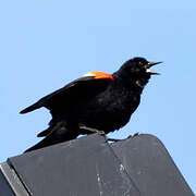 Red-winged Blackbird