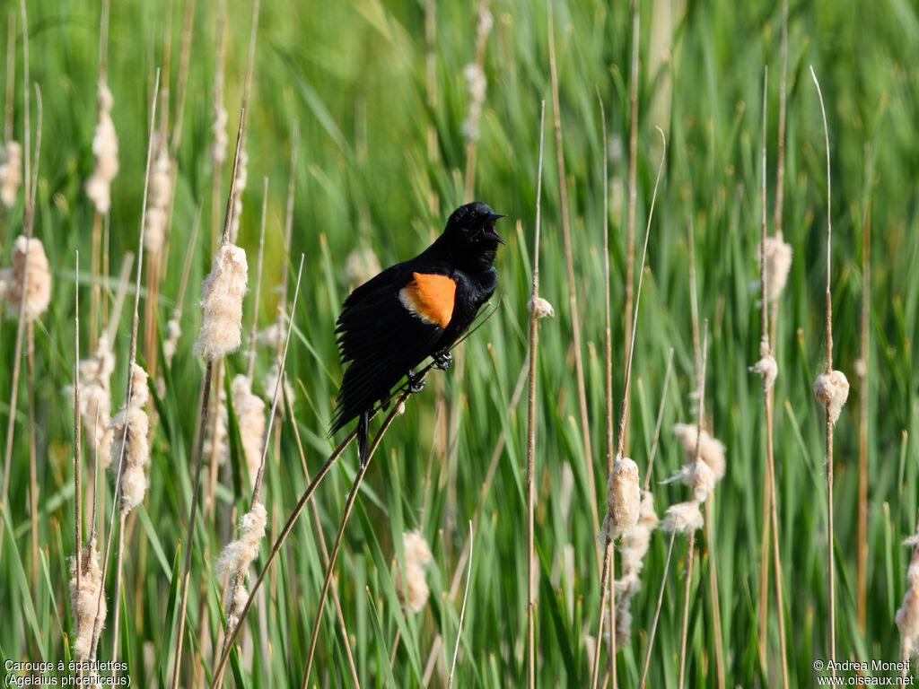 Red-winged Blackbird