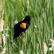 Red-winged Blackbird