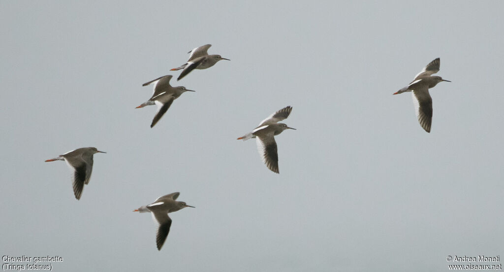 Common Redshank