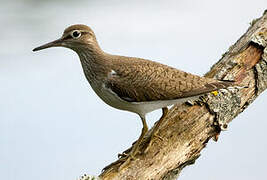 Common Sandpiper