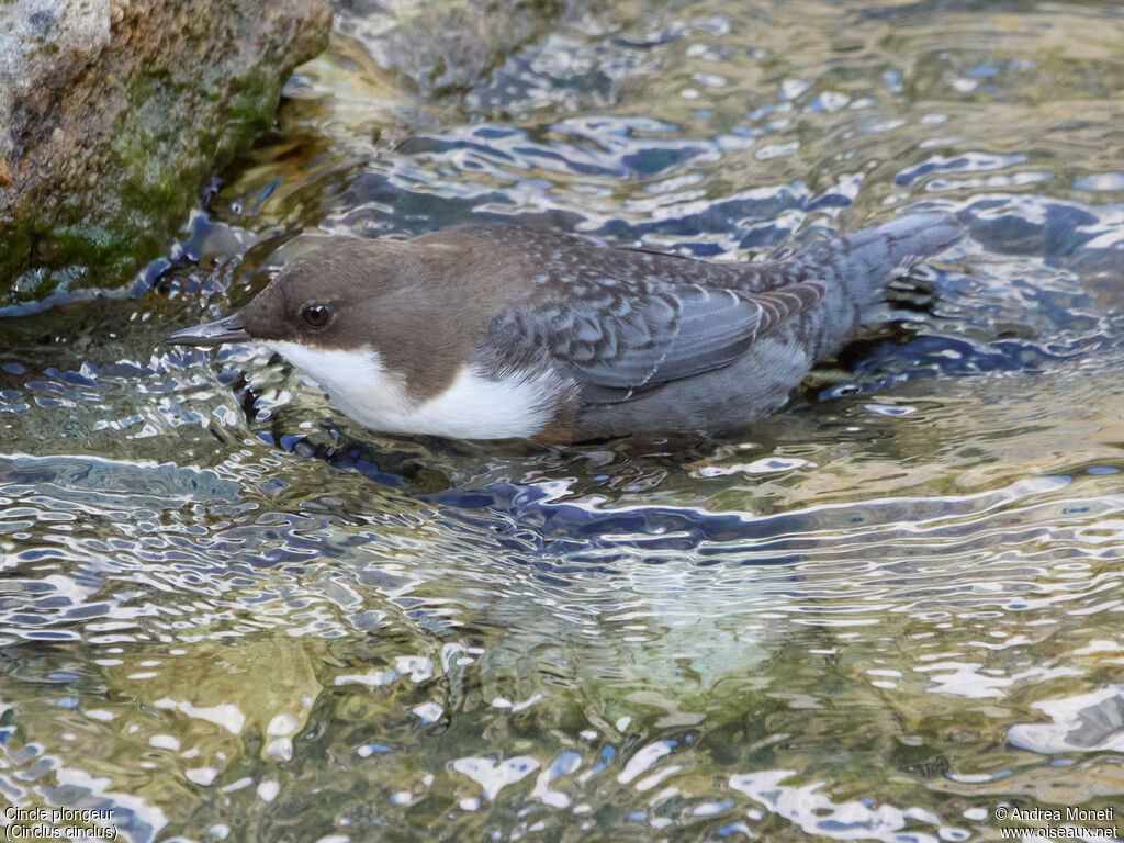 White-throated Dipperadult