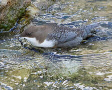 White-throated Dipper