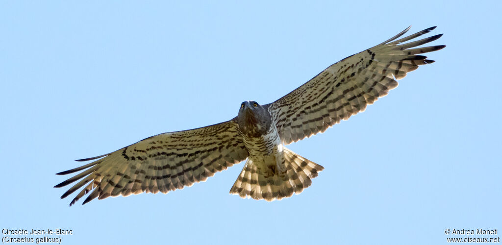 Short-toed Snake Eagle, Flight