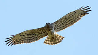 Short-toed Snake Eagle