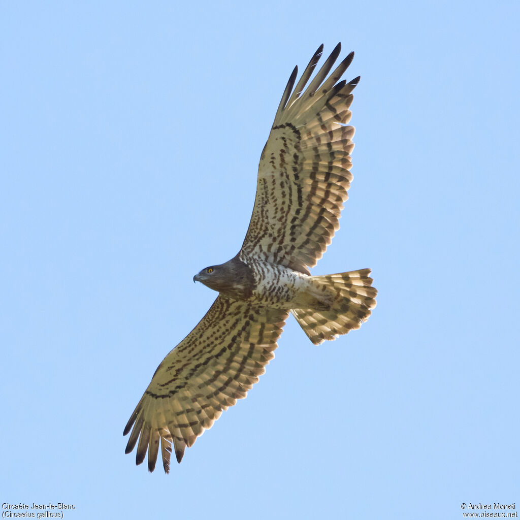 Short-toed Snake Eagle, Flight