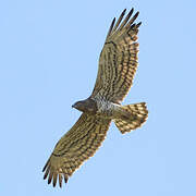 Short-toed Snake Eagle