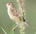Cisticole des joncs