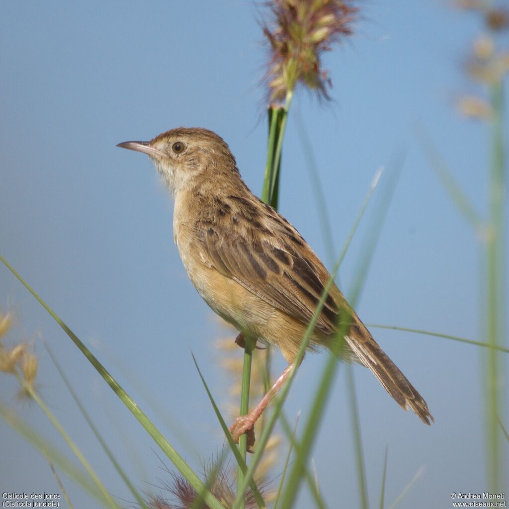 Cisticole des joncs