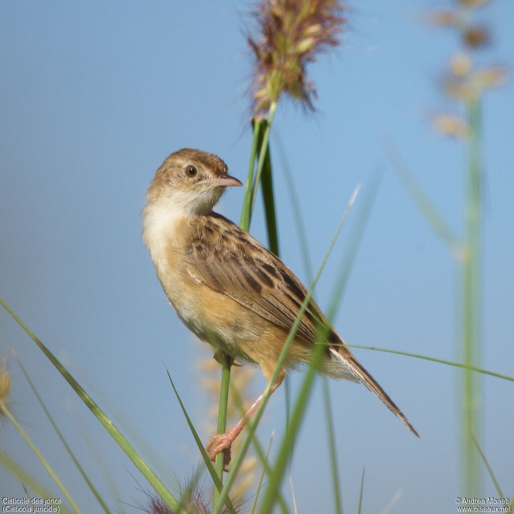 Cisticole des joncs