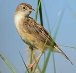 Cisticole des joncs