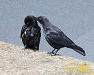 Corneille noire