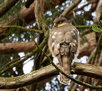 Eurasian Sparrowhawk