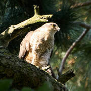 Eurasian Sparrowhawk