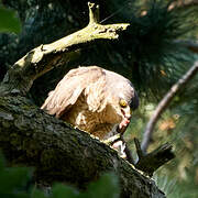 Eurasian Sparrowhawk