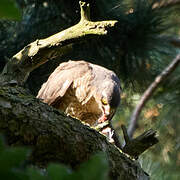 Eurasian Sparrowhawk