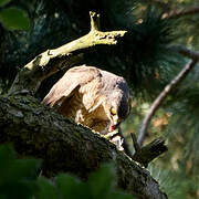 Eurasian Sparrowhawk