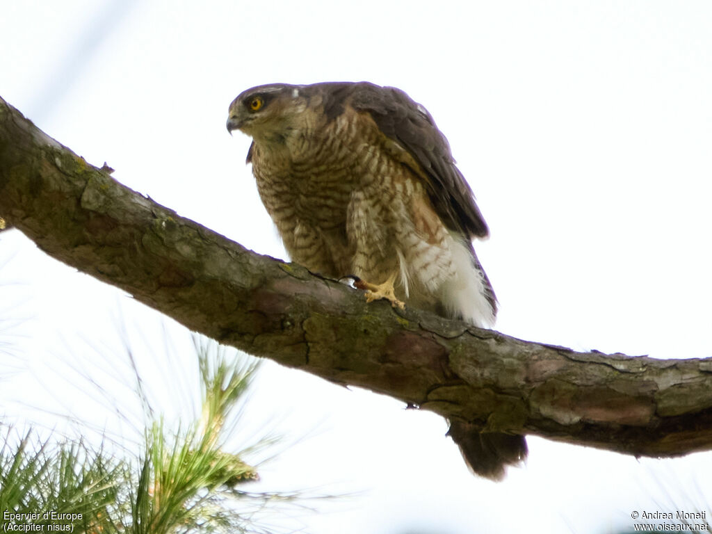Eurasian Sparrowhawk, close-up portrait