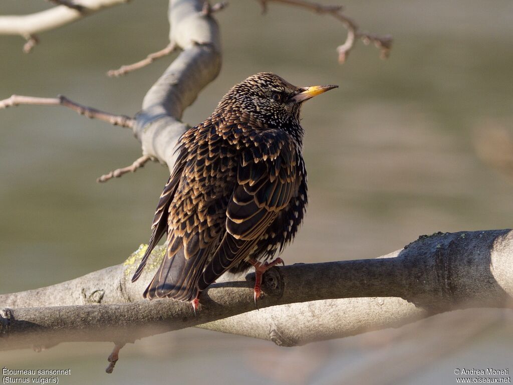 Étourneau sansonnet