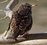 Étourneau sansonnet