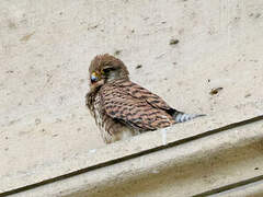 Common Kestrel