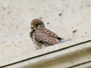 Faucon crécerelle